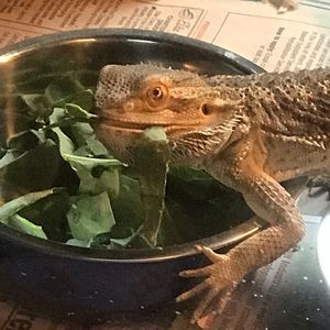 Meet your Posher, Deaven